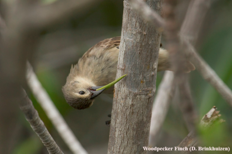 Pinzón carpintero (Camarhynchus pallidus). Foto: Dušan M. Brinkhuizen / sapayoa.com