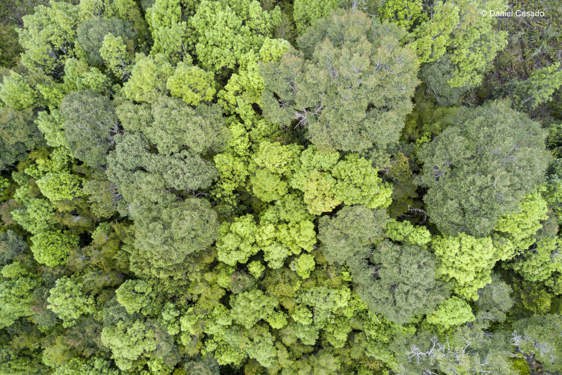 El poder de las plantas: Estudio revela que son más propensas a la colaboración que a la competencia