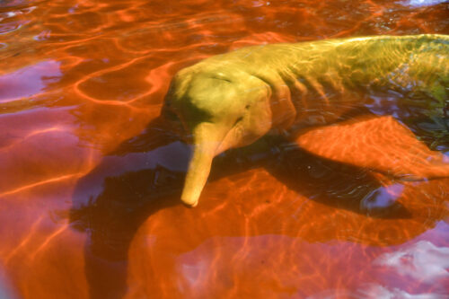 El “jaguar del agua”: Conoce al delfín rosado, un símbolo del Amazonas ...