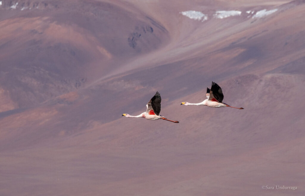 Censo internacional de flamencos 2025 
Créditos: Sara Undurraga