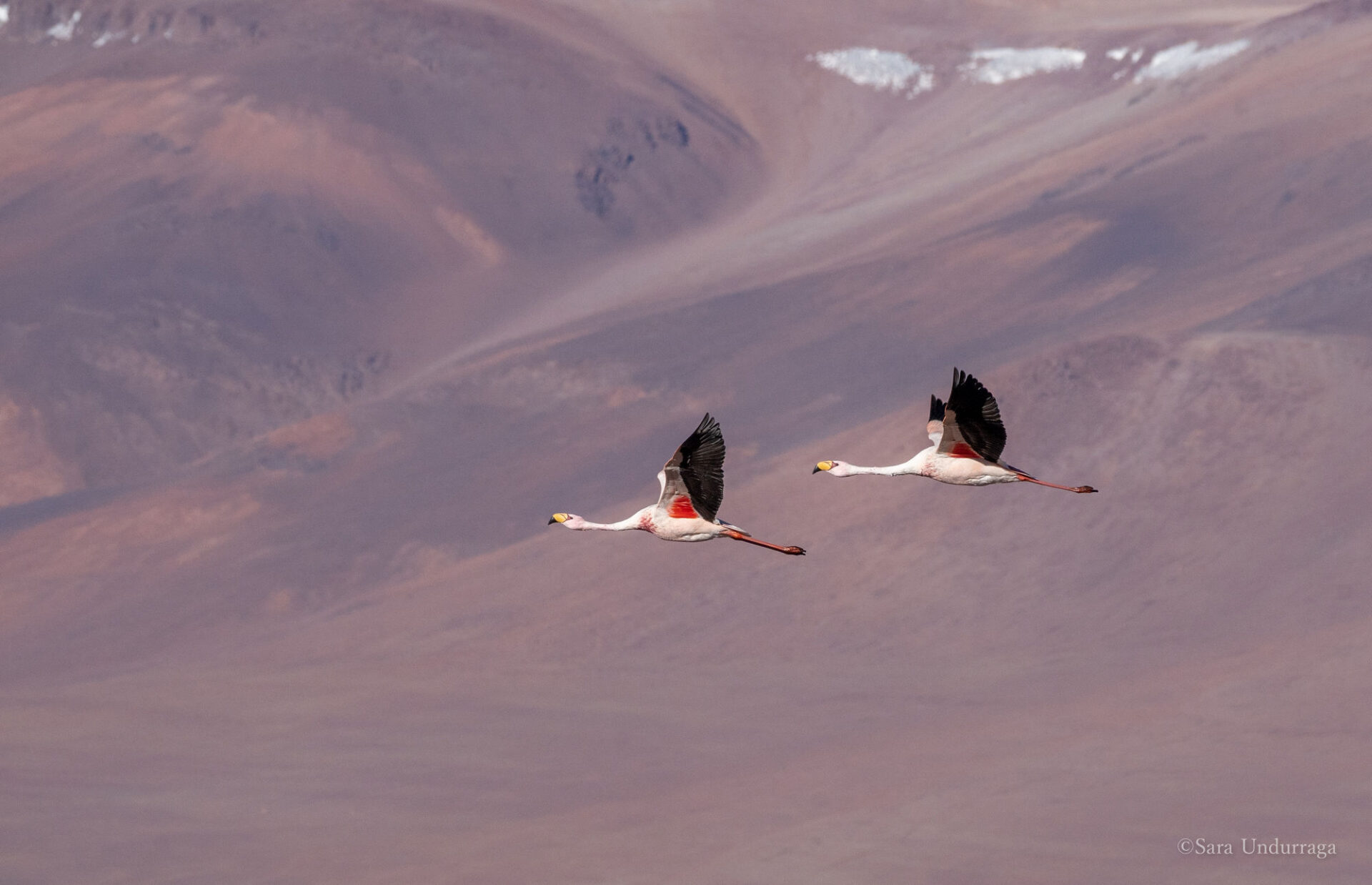 Culmina el Censo de Flamencos: Encuentran pequeña colonia en el salar de Pedernales y preocupa tendencia a baja poblacional