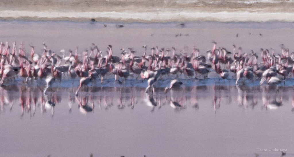 Censo internacional de flamencos 2025 Créditos: Sara Undurraga