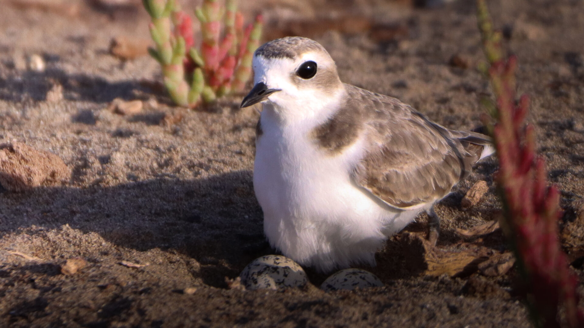 Humedal La Boca de Los Choros: un refugio olvidado entre la tierra y el mar