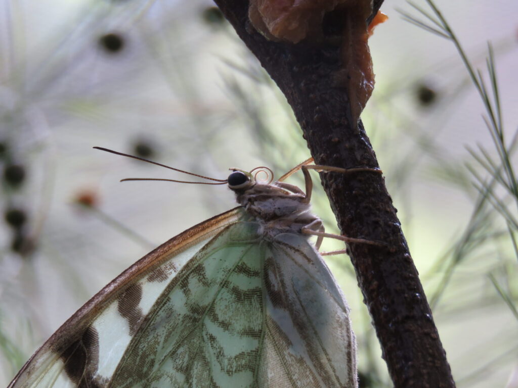 Espiritrompa de Morpho epistrophus argentinus