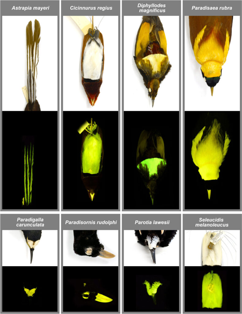 Fotografía extraída del estudio "¿La biofluorescencia mejora las señales visuales en las aves del paraíso?". Créditos: https://doi.org/10.1098/rsos.241905.