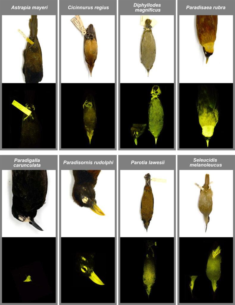 Fotografía extraída del estudio "¿La biofluorescencia mejora las señales visuales en las aves del paraíso?". Créditos: https://doi.org/10.1098/rsos.241905.