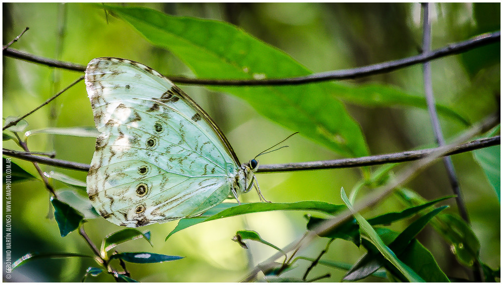 Ejemplar de Morpho epistrophus argentinus. Créditos: Géronimo Martín Alonso