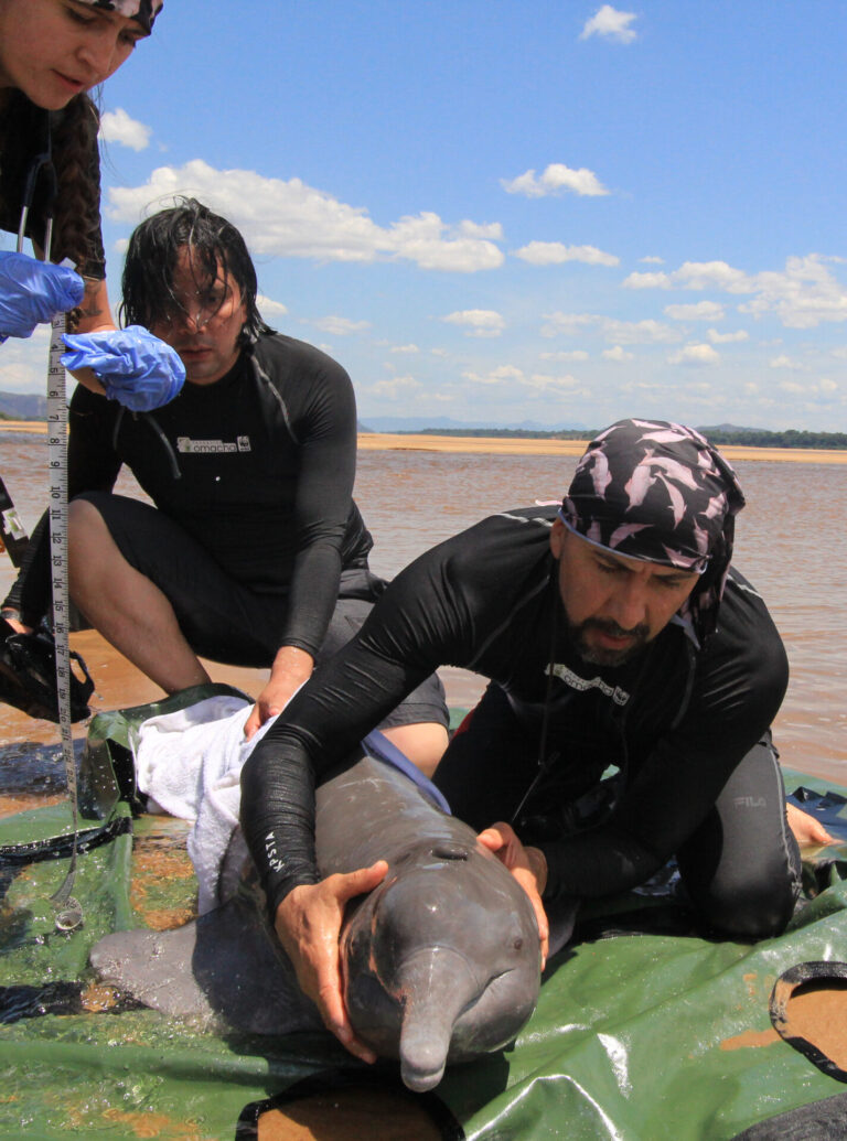 El “jaguar del agua”: Conoce al delfín rosado, un símbolo del Amazonas ...