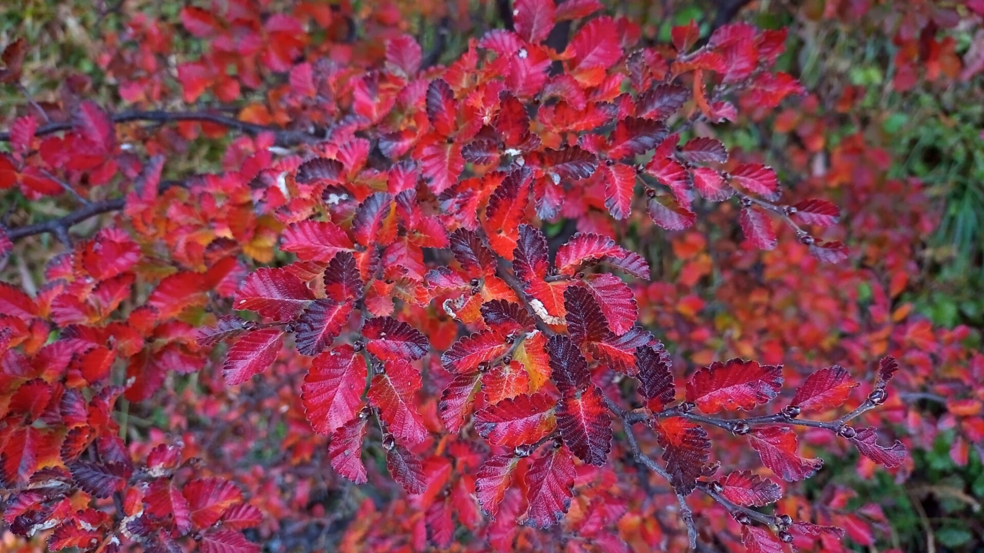 ¡Empezó el otoño! Descubre estos 7 árboles nativos que cambian de color en esta estación