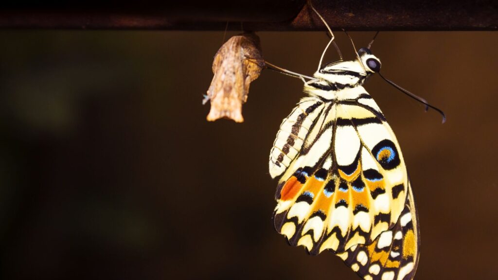 Mariposa cambiando de estado. Créditos: Abrahamadeodatus.