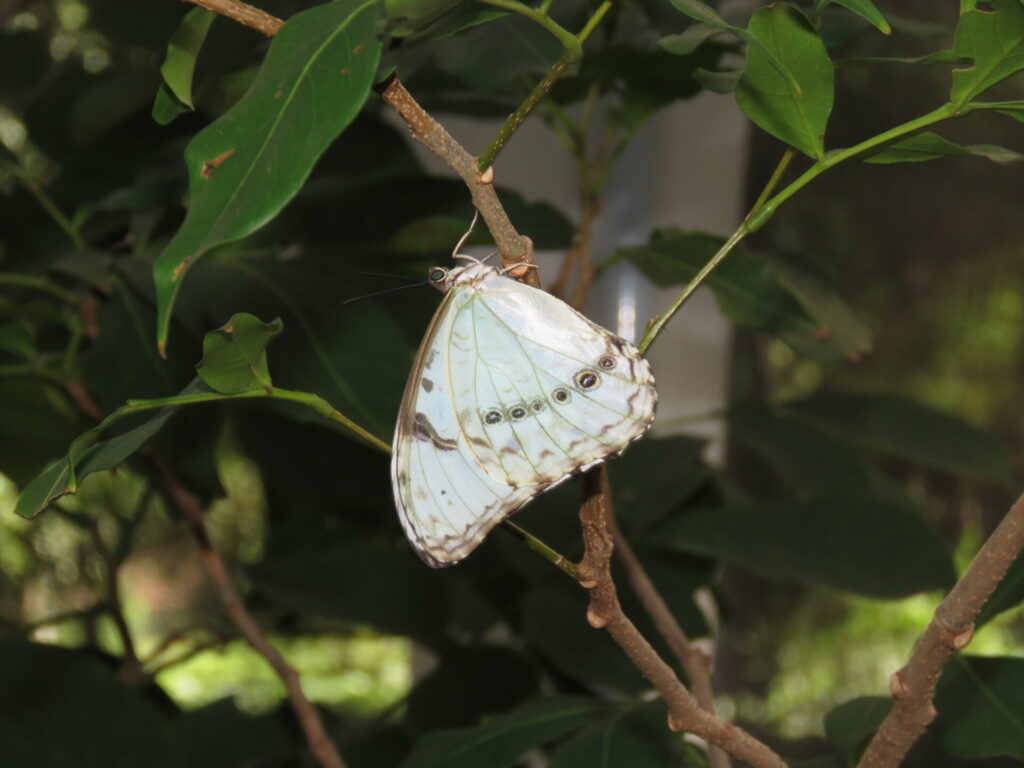 Especie Morpho epistrophus argentinus