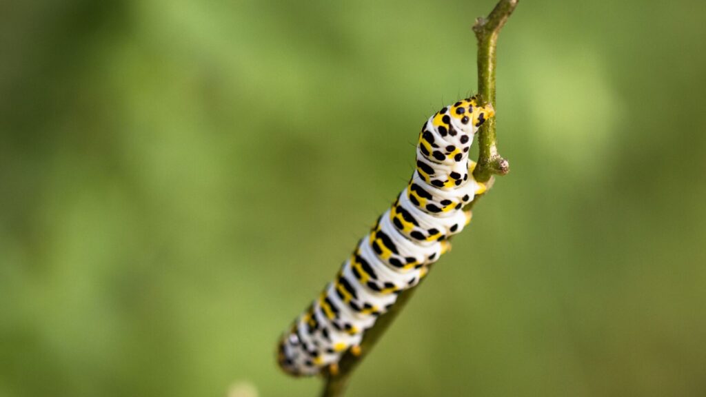 Mariposa en su forma dde cuncuna. Créditos: Uwe Nake.