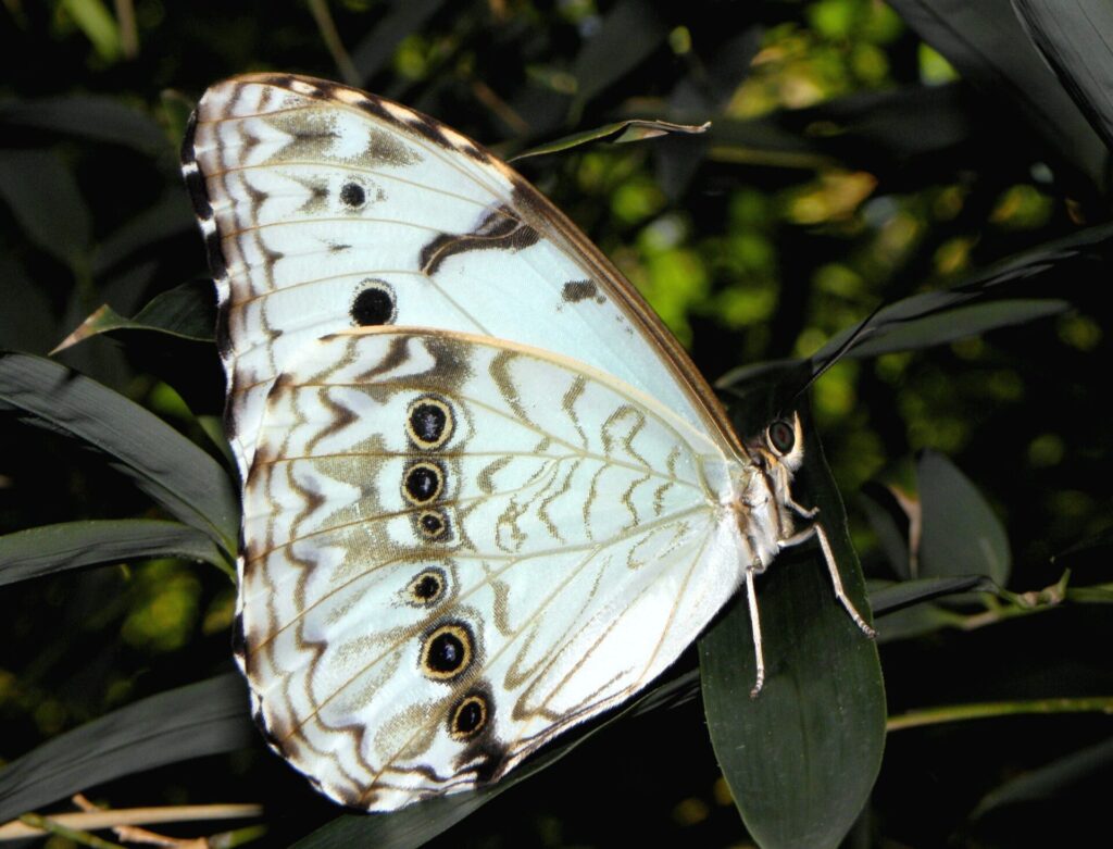 Ejemplar de Morpho epistrophus argentinus. Créditos: Chucao