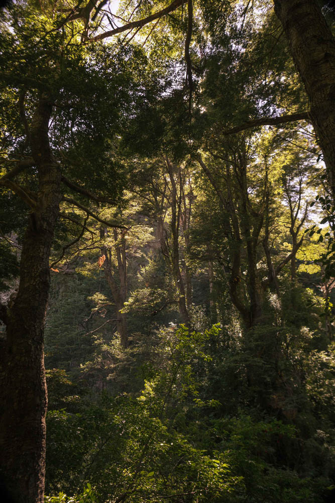 Bosque en Jungla Peumayén ©Parque Jungla Peumayén