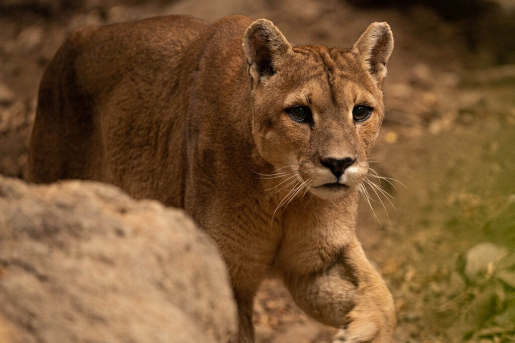 Puma en el Refugio Animal Cascada. Créditos Kendra Ivelic.