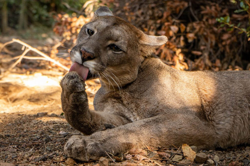 Puma en el Refugio Animal Cascada. Créditos Kendra Ivelic.