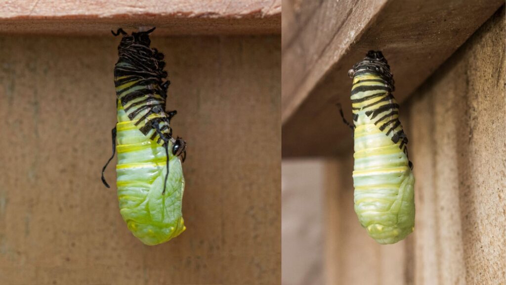 Mariposa en su forma de cuncuna, cambiando de fase. Créditos: Dossyl.