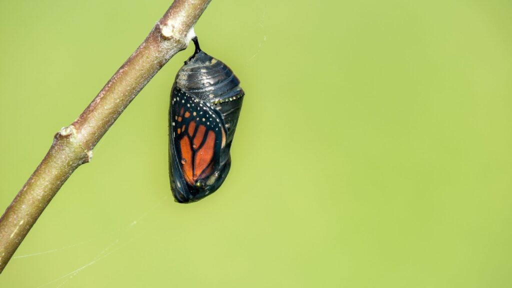 Mariposa cambiando de estado. Créditos: Leena Robinson.