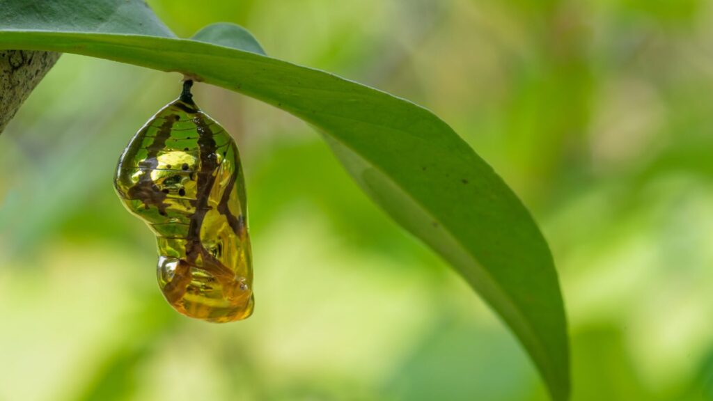 Mariposa cambiando de estado. Créditos: Nirut Sangkeaw.