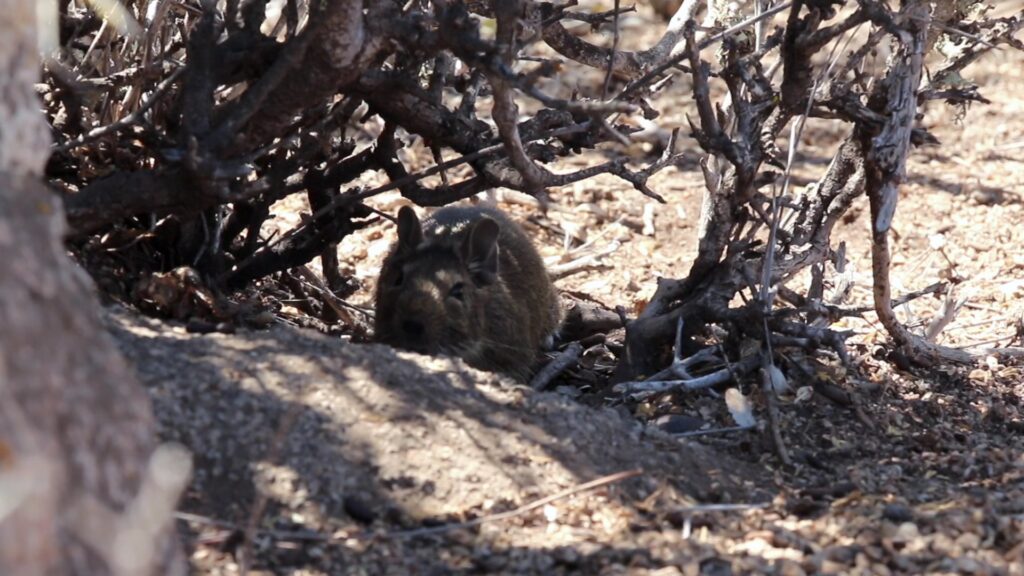 Abrocoma bennettii, especie de roedor cercano a la zona. 