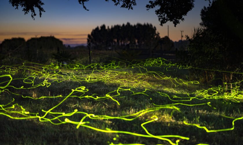 Los escarabajos bioluminiscentes de Isla Doña Inés, desconocidas “hadas” en la Región de la Araucanía