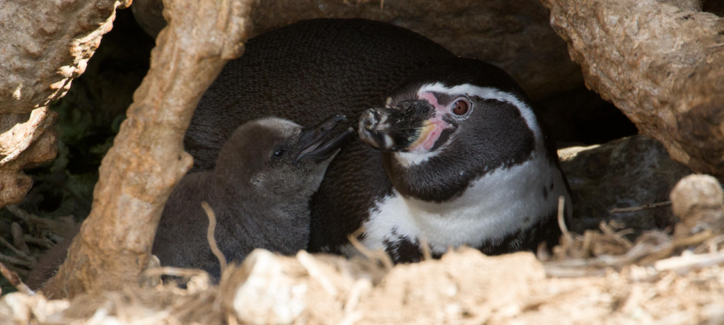 Un pingüino de Humboldt (Spheniscus humboldti) con su pollo: Créditos: cortesía Maximiliano Daigre