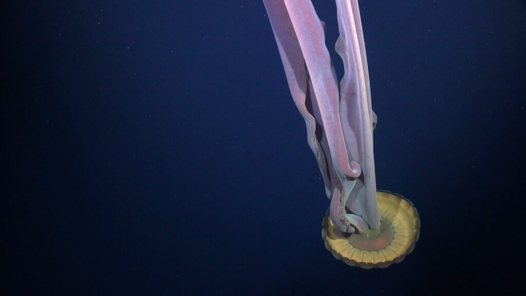 Medusa. Créditos: Rov SuBastian / Instituto Schmidt