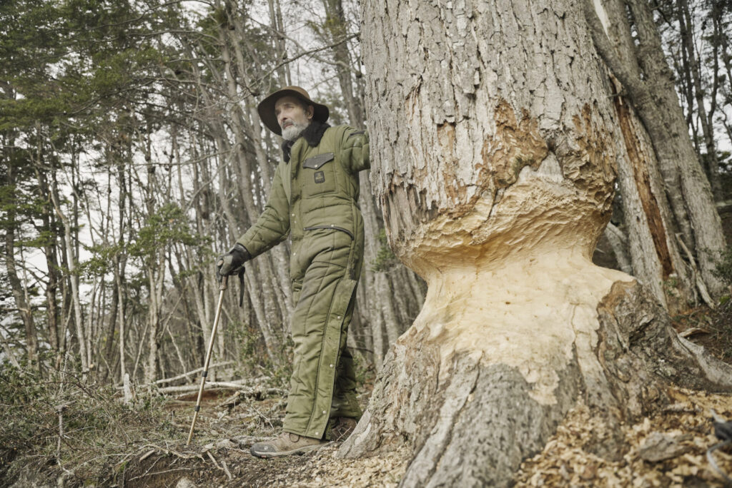 Don Germán junto a un árbol mordido por un castor. © Mateo Barrenengoa