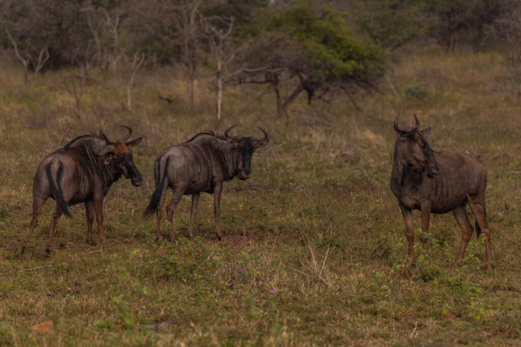 Africa Refocused. Créditos: Anthony Ochieng Onyango / National Geographic.