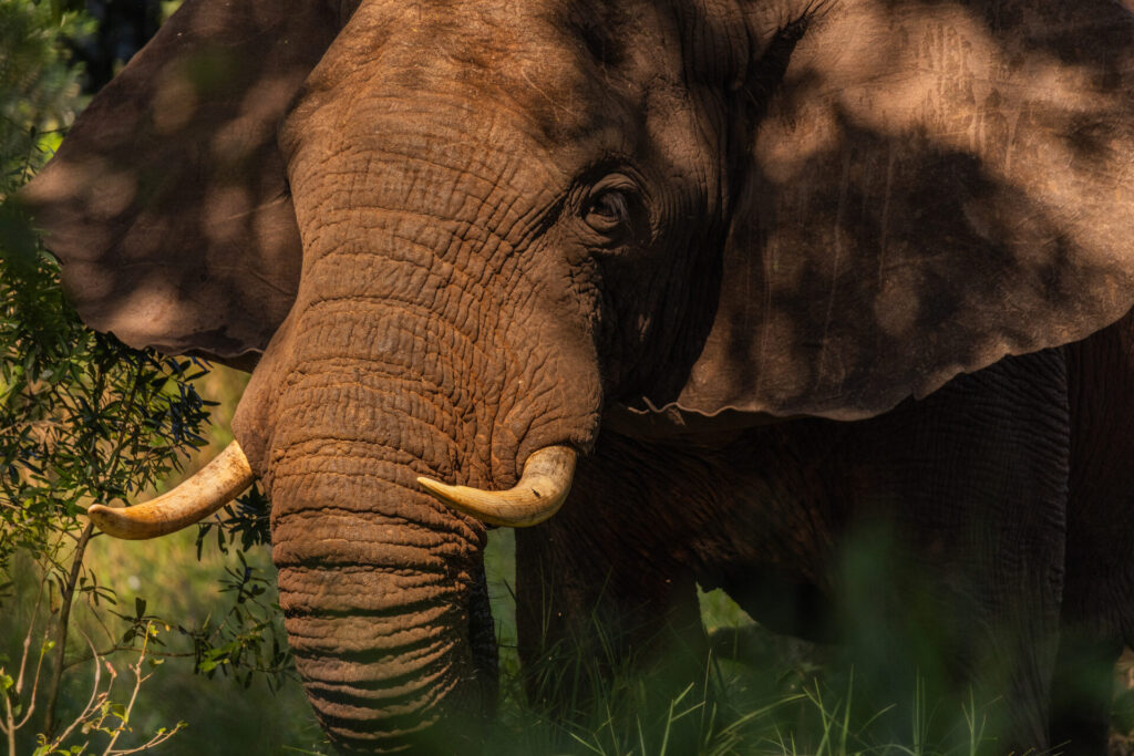 Africa Refocused. Créditos: Anthony Ochieng Onyango / National Geographic.