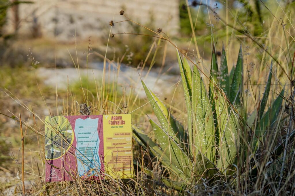 Agave convallis en riesgo. Créditos: Daniela Días / Dialogue Earth