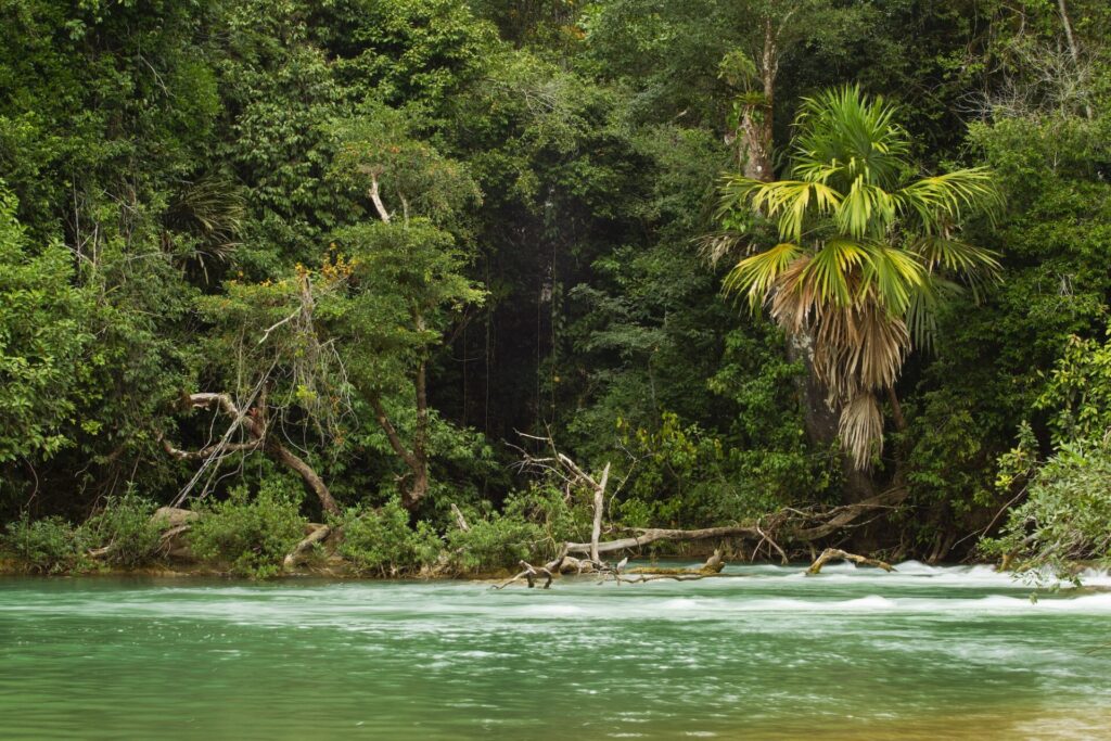 El río Tzendales serpentea al interior de la Selva Lacandona. Estos cursos de agua están fuertemente relacionados con la presencia del águila harpía. Créditos: cortesía Santiago Gibert-Isern