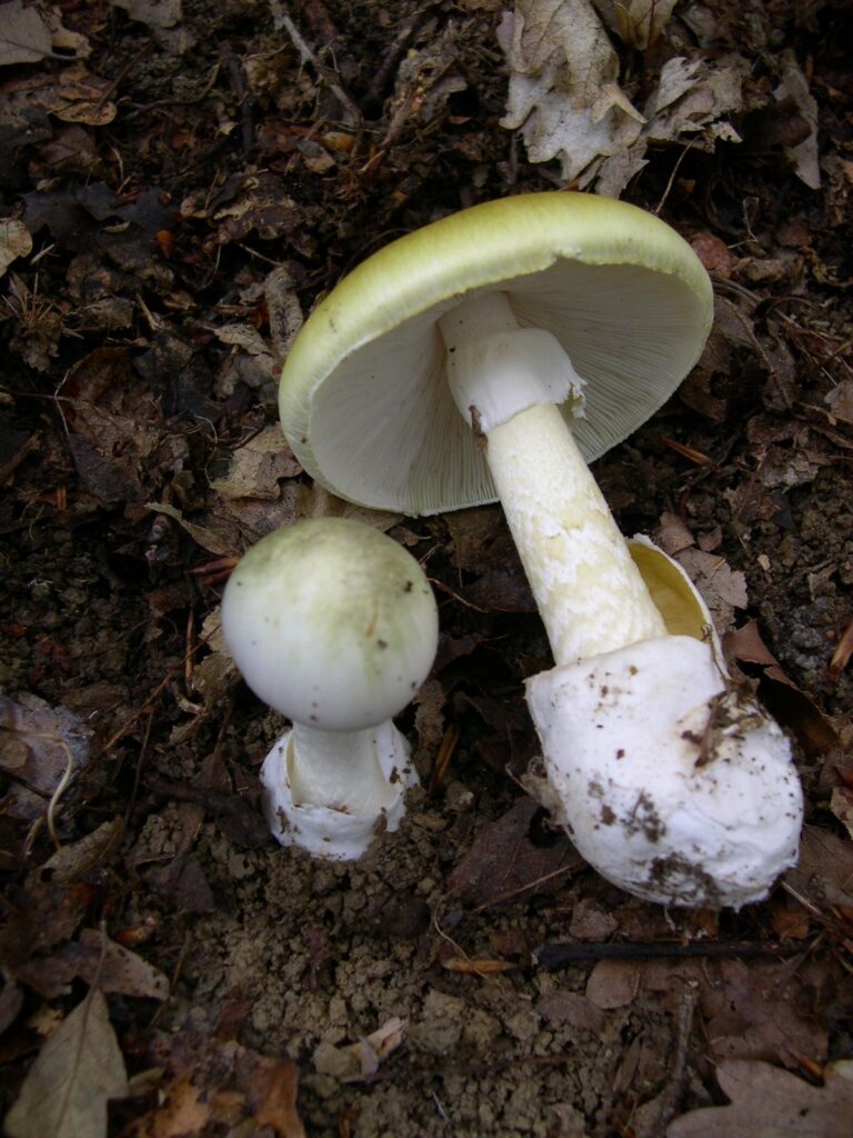 Amanita phalloides. Créditos: Archenzo - Trabajo propio, CC BY-SA 3.0, https://commons.wikimedia.org/w/index.php?curid=329999