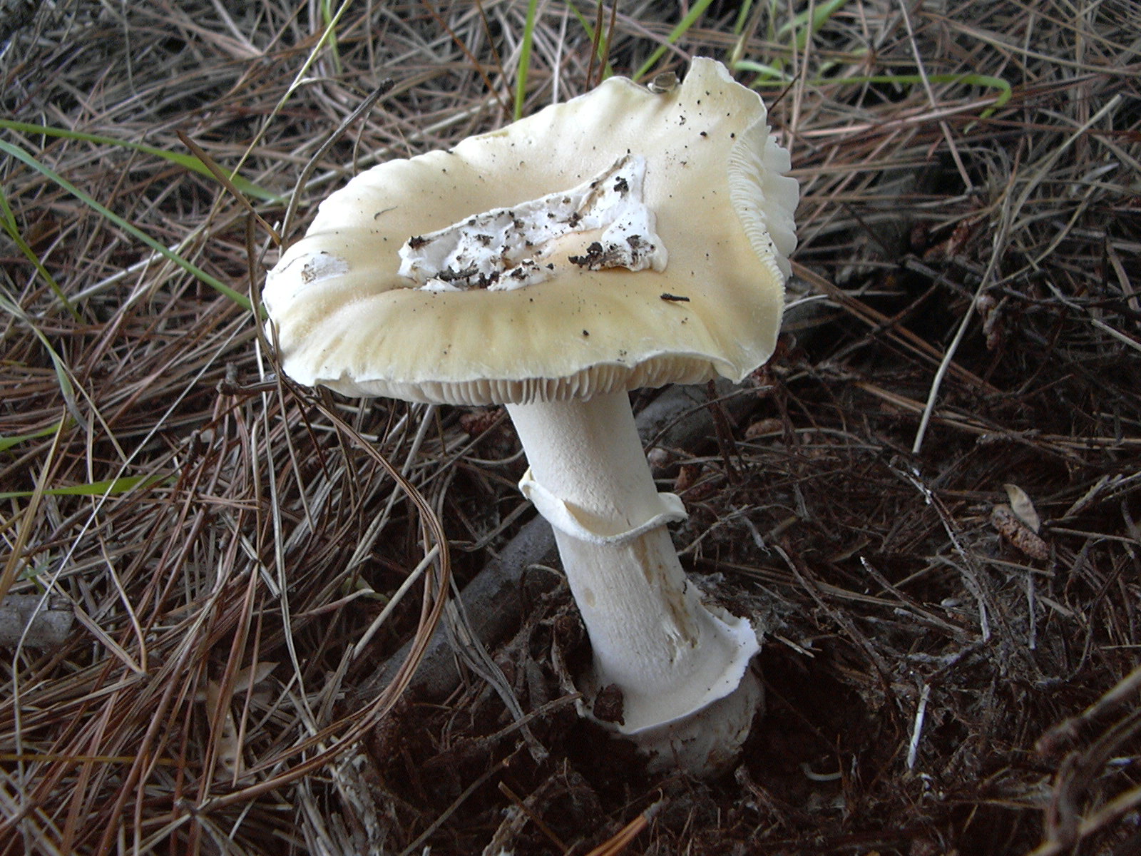 Amanita phalloides. Créditos: Fundación Fungi