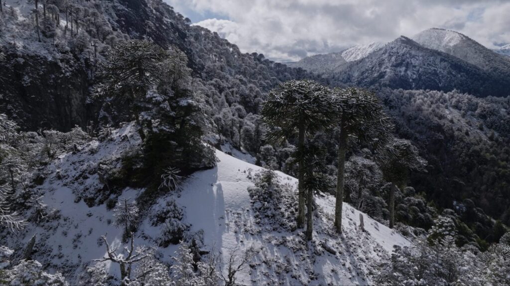 Araucarias en nieve. Créditos: ©Cristobal Santamaria