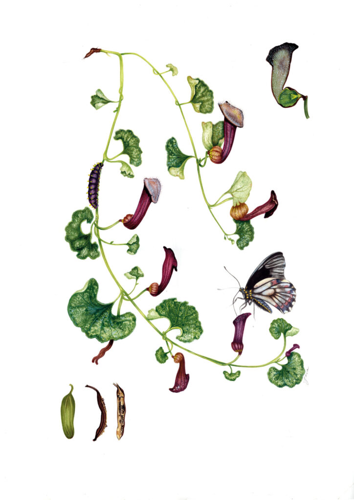 Aristolochia chilensis. María Jose Arce.