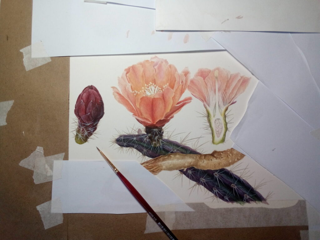 Austrocactus spiniflorus. Ilustración de Andrés Jullian.