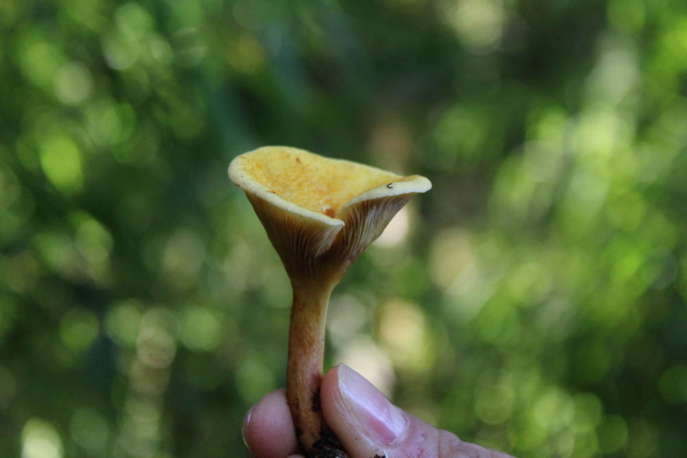 Austropaxillus statuum. Créditos: Christian Valdés
