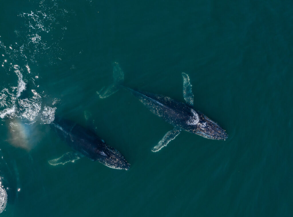 Ballena jorobada en Patagonia Azul. Créditos: Maike Friedrich - Rewilding Argentina