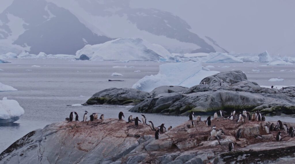 Ballena jorobada y pinguinos papua. Créditos: ©Cristobal Santamaria