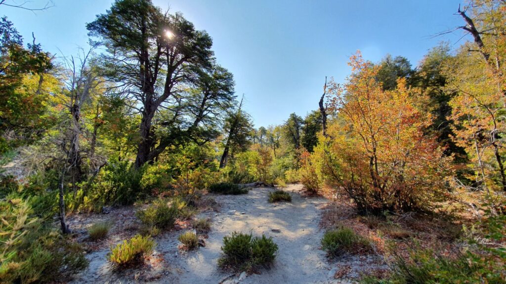 Bosque de Chile. Créditos: Alexis González.