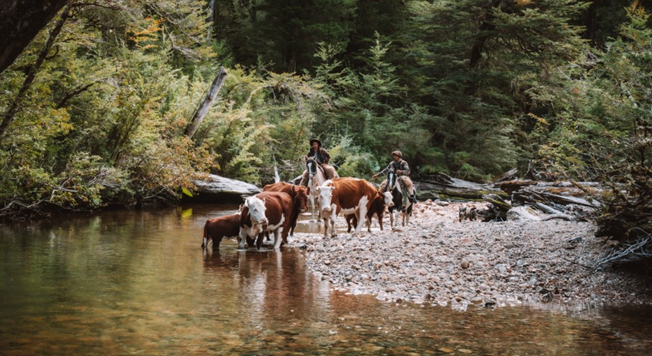 En este lugar existen diversos pasos montañosos usados ancestralmente para movilizar animales y viajar entre poblados. En la actualidad se siguen usando como lugar de veranadas. Créditos: Robinson San Martin ©Programa Austral Patagonia-UACh