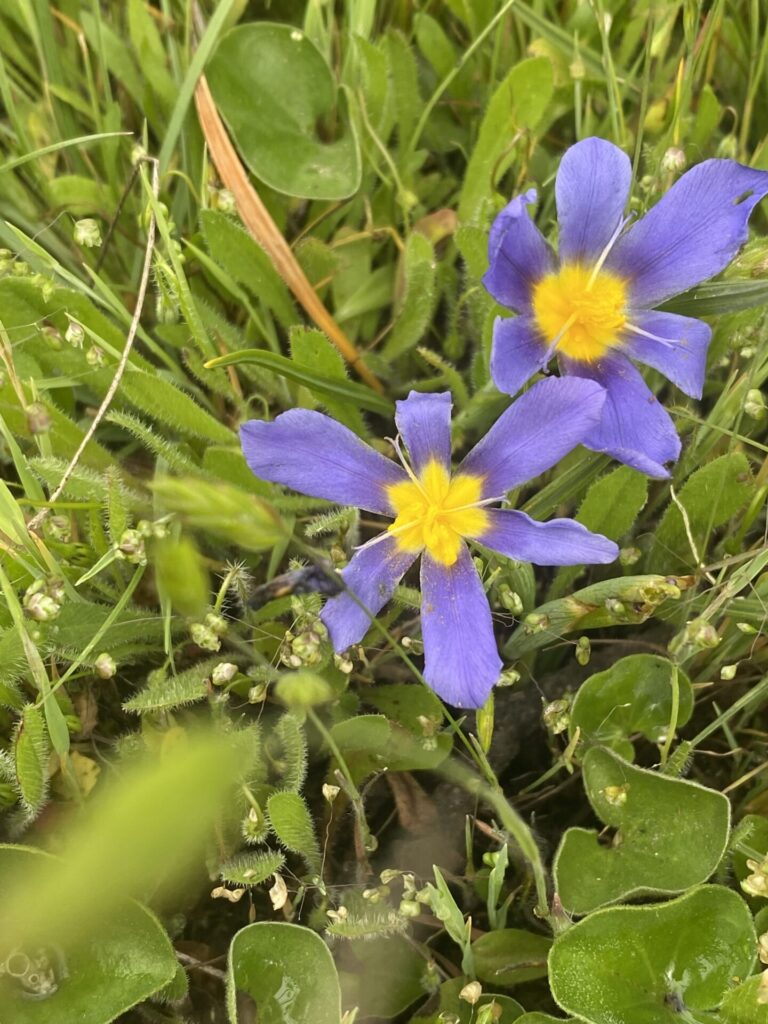 Calydonea xiphioides