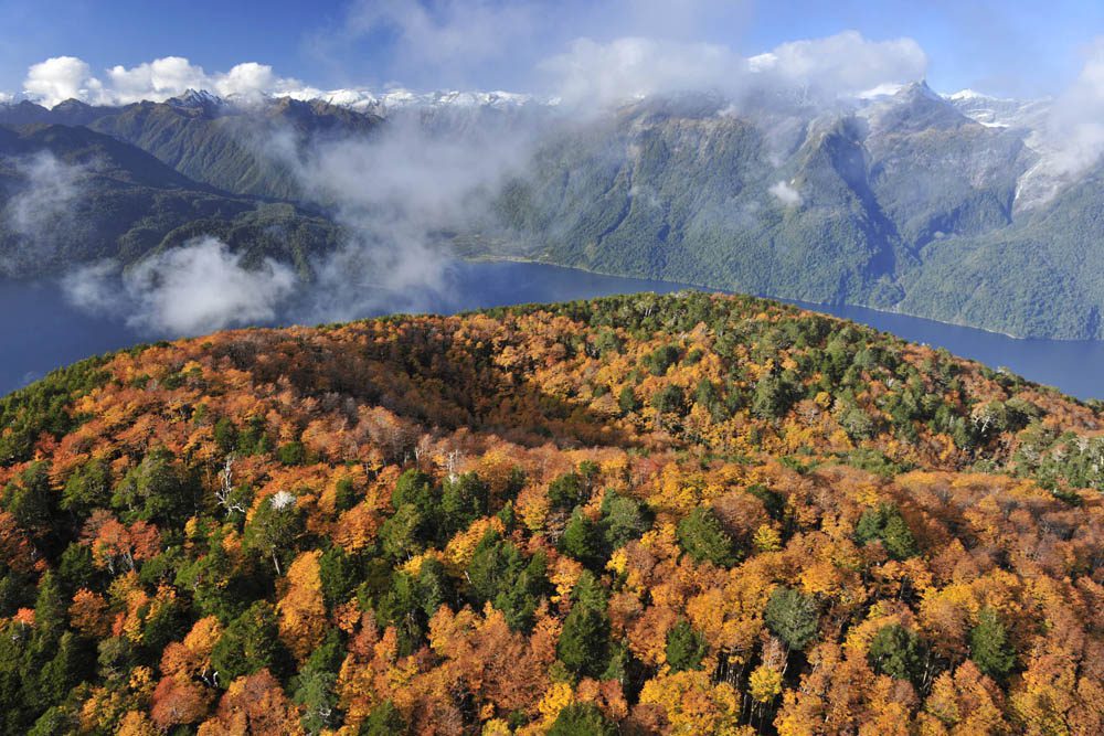 Coihues y lengas, cráter del volcán Barrancos Colorados- bosque templado lluviosos del sur. Créditos: ©Guy Wenborne