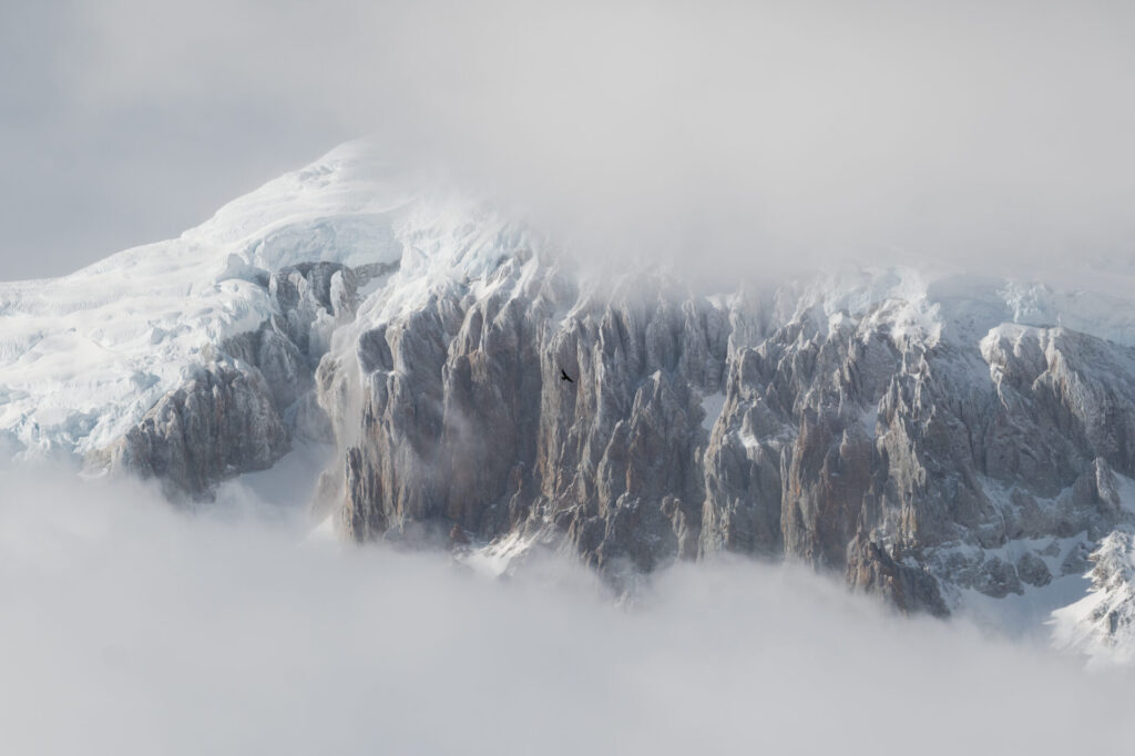 Cóndor, sobre el monte San Lorenzo. Créditos: Tomas Westenenk.