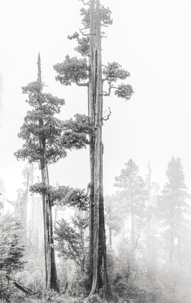 Gigantes Australes en la Niebla. Créditos: José Miguel Calvo Larrain.
