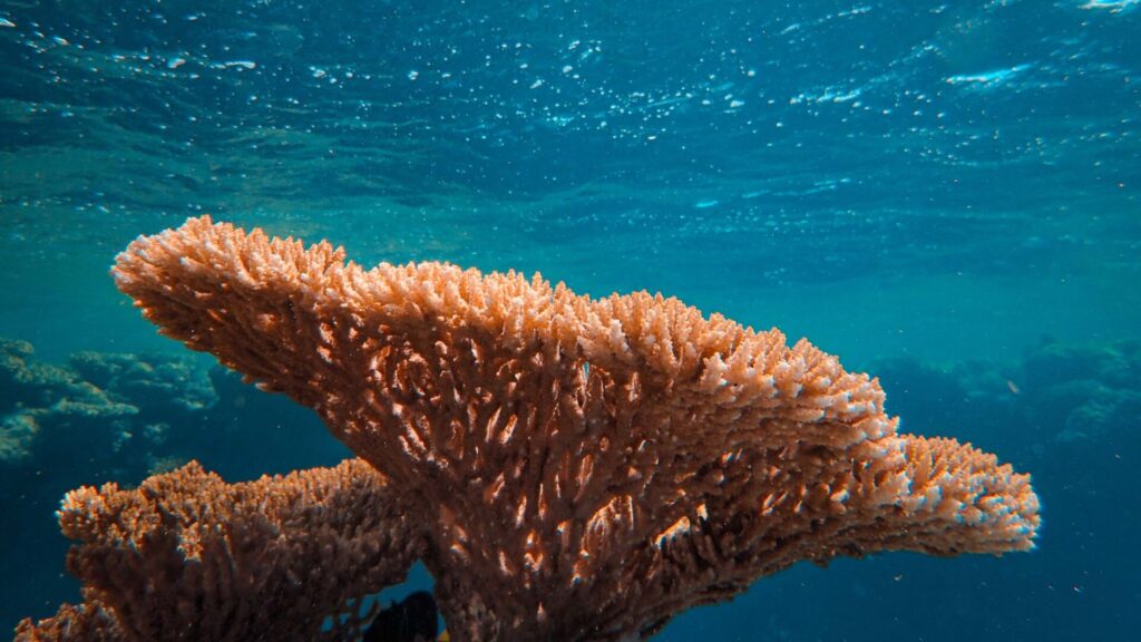 Arrecife de coral Créditos: Francesco Ungaro.