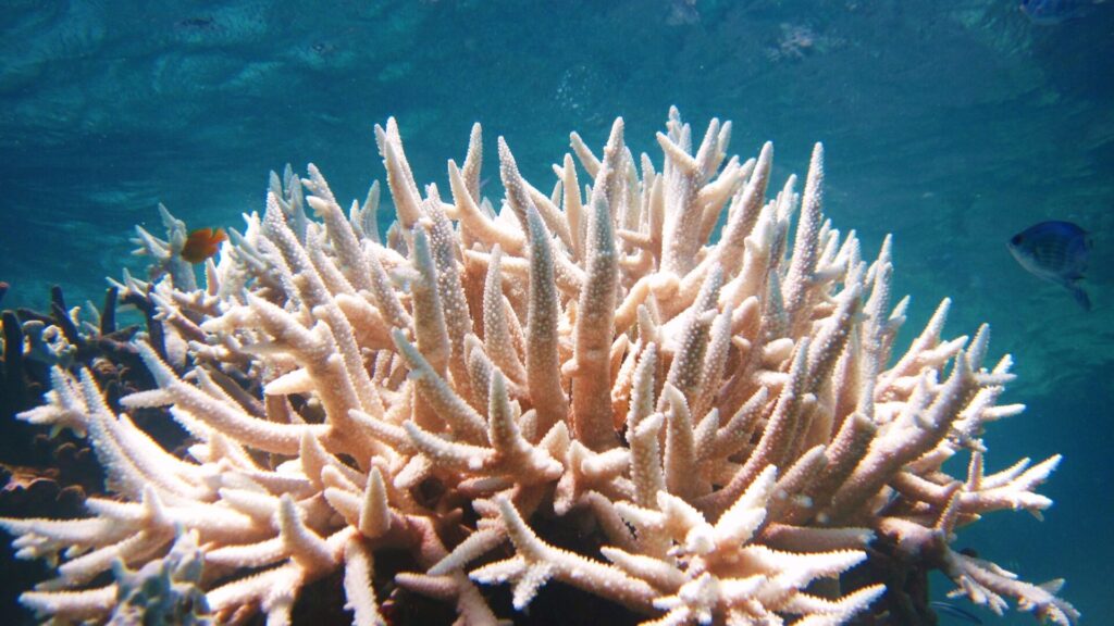 Arrecife de coral Créditos: Iza Md Repin.
