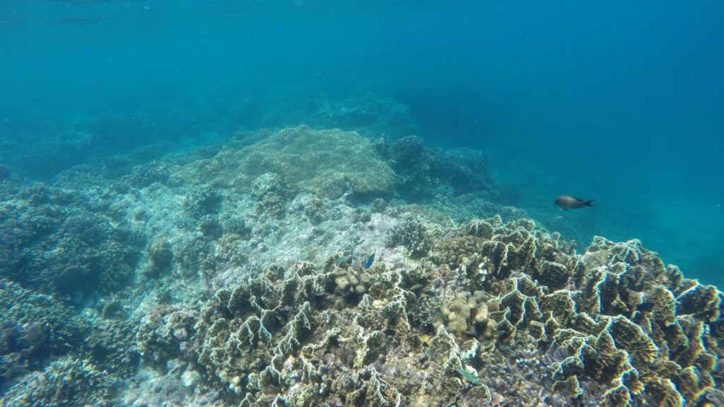 Arrecife de coral muerto. Créditos: Jejakmarina.