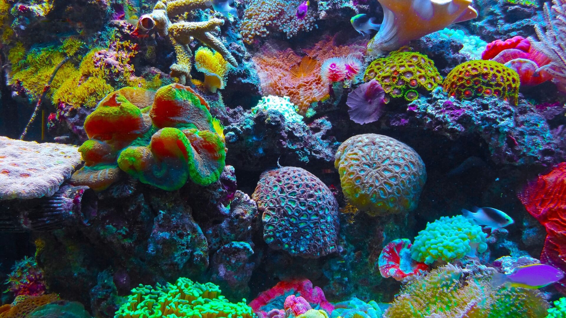 Crecimiento en hongos, corales y algas: La importancia del sonido en la naturaleza y su potencial para la restauración de ecosistemas